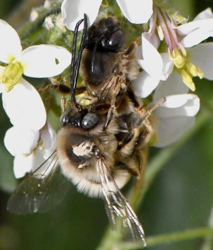 Réf. 247 727 : Eucera nigrilabris